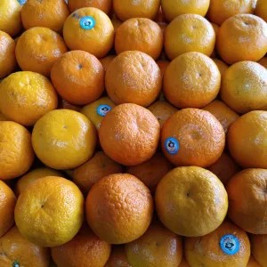 jeruk wogan Mandarin 1kg