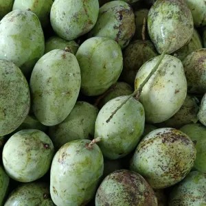mangga indramayu untuk rujak 1kg