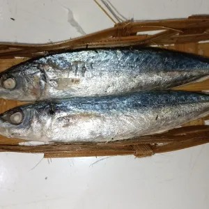 pindang/cue Kembung 1per pack