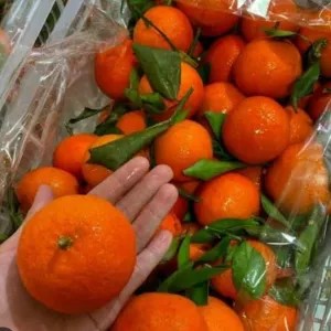 Jeruk Santang Birma Manis / Red Santang Birma