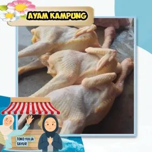 Ayam Kampung 1 ekor