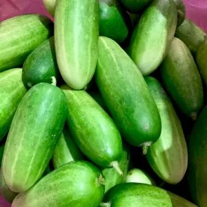 TIMUN BABY / TIMUN LALAP