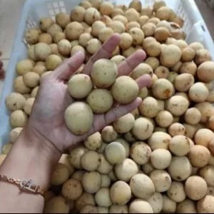 buah duku madu 1kg