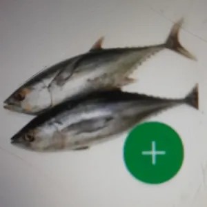 ikan tongkol tuna 1kg