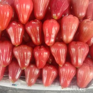jambu merah citra
