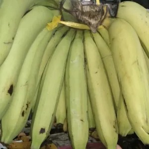 pisang Ambon 1 sisir