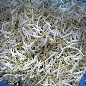 Tauge Besar 2 bungkus 250g