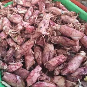 Cumi Asin Kering 1/4 kg