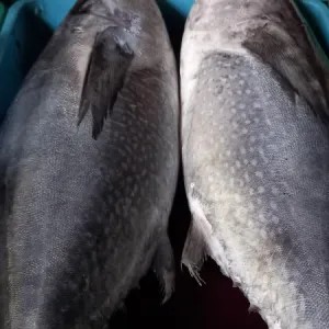 Ikan Tongkol Basah 1/2 Kg