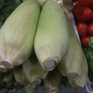 JAGUNG MANIS UTUH 1 BUAH