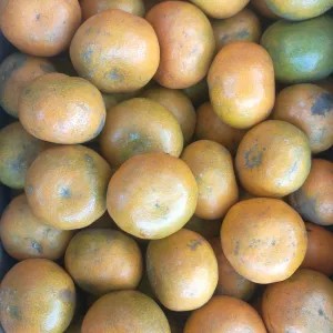 Jeruk Medan / Berastagi super 1kg