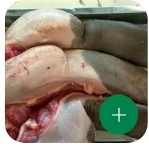 lidah sapi 1biji utuh
