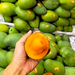 Mangga Alpukat / Klonal, MP MATANG POHON