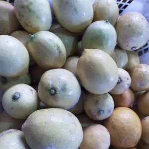 jeruk lemon 1000g