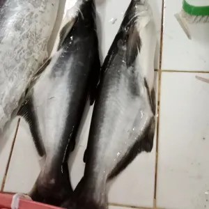 ikan Patin 1 ekor