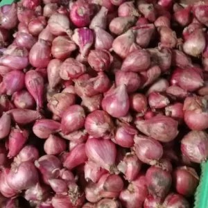 bawang merah probolinggo