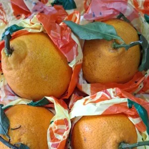 Jeruk Dekopon (sweet mandarin) 1kg