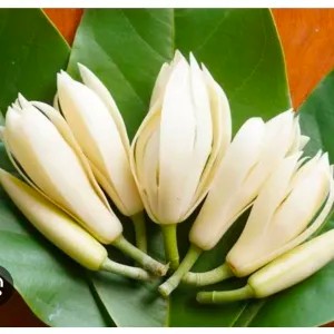 bunga kantil mekar 5 biji 2 biji kuncup