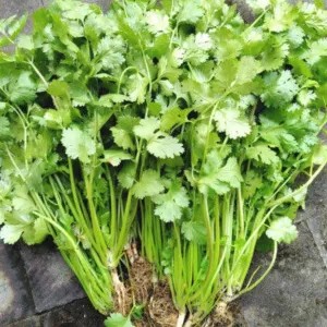 daun ketumbar fresh segar istimewa