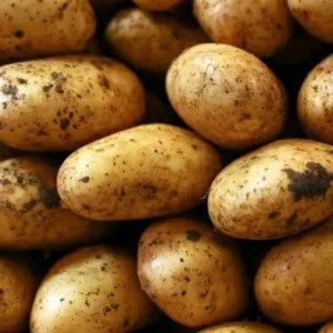 kentang 1kg