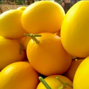 melon golden 1 buah