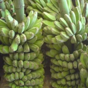 pisang kepok mentah 1 tandan/tundun