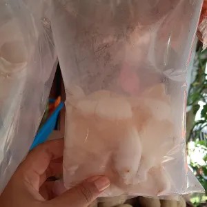 Jamur Tiram /Putih