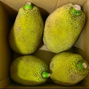 tewel jumbo spesial 1 buah utuh/nangka muda/gori