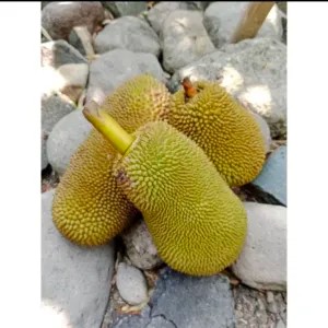tewel kecil 1 buah utuh/nangka muda/gori