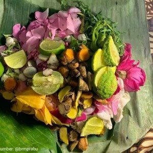 bunga macan kera untuk mandi