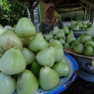 jambu air putih 1kg