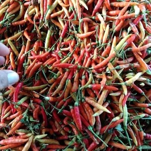 lombok rawit/cabe rawit kecil 100g