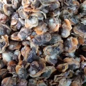 Kerang dara Kupas