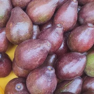 Alpukat Mentega Matang