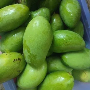 Mangga Muda Kecil