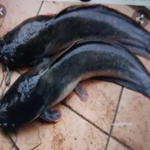 ikan lele 1000g