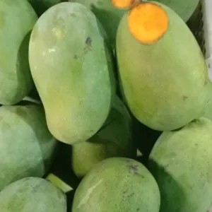 mangga gadung masak pohon 1kg