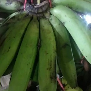pisang ijo Ambon besar