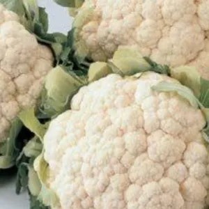 brokoli putih/kembang kol
