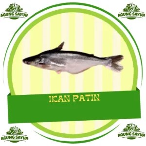Ikan Patin Hidup 700-900gram