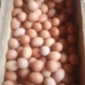 telur ayam negri 1kg