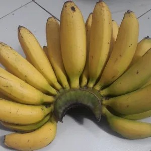 PISANG MAS 1 SISIR