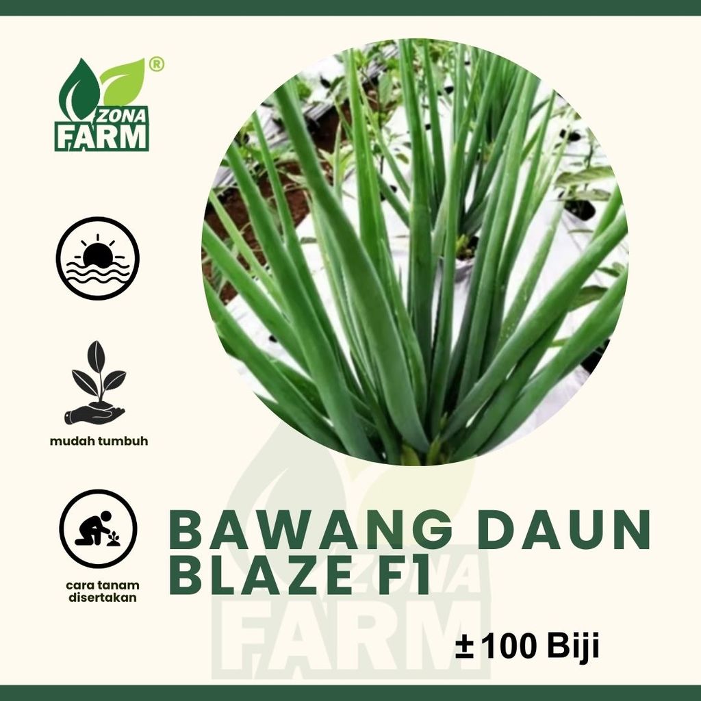 Benih bawang daun blaze f1 Unggul 100 Biji