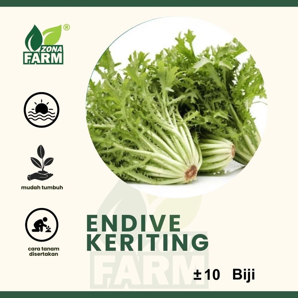 Benih endive keriting  Unggul 10 Biji
