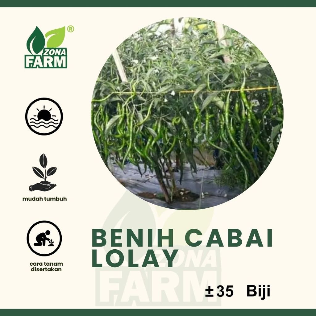 Benih benih cabai lolay Unggul 35 Biji