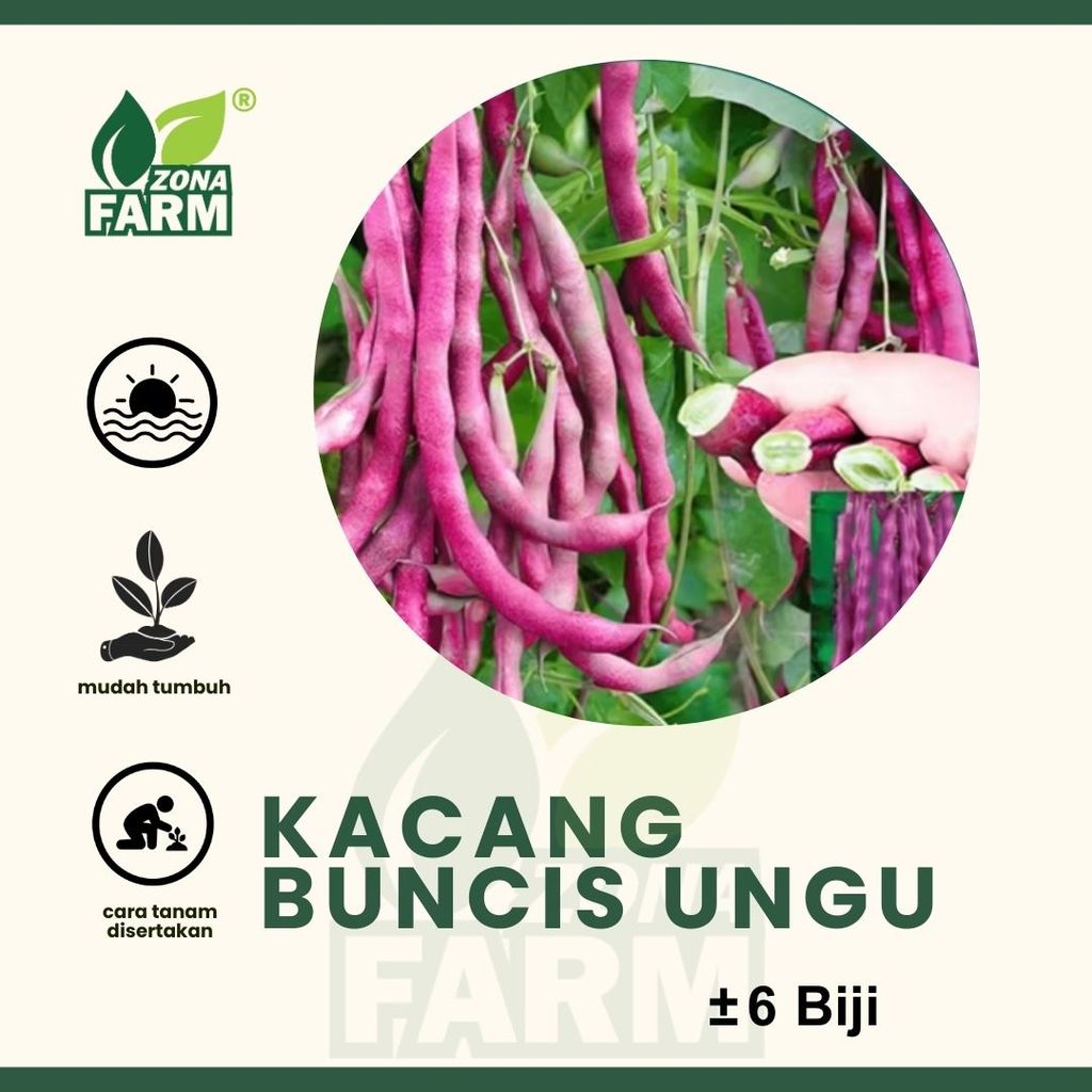 Benih Kacang Buncis Ungu Unggul 6 Biji