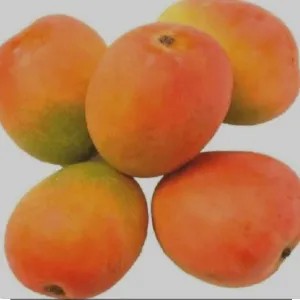 Mangga Gedong gincu 1kg