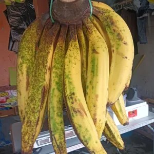 pisang tanduk 1kg