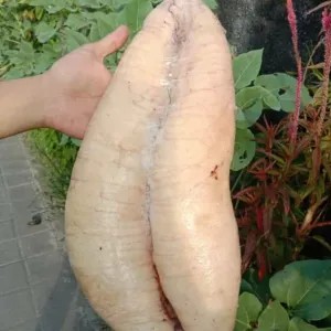 Frozen Telor ikan gindara/Frozen Food/Frozen Seafood 1kg