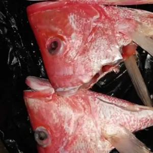 KEPALA KAKAP MERAH 1kg